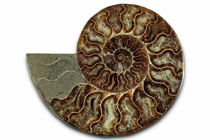 Cut & Polished Ammonite Fossil (Half) - Madagascar #359556